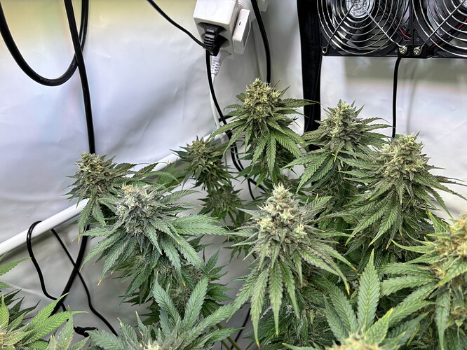 Growreport Bild 32
