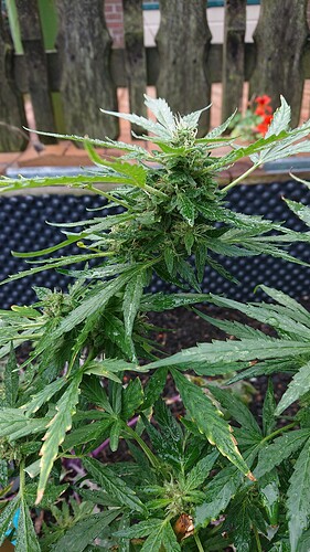 Growreport Bild 17