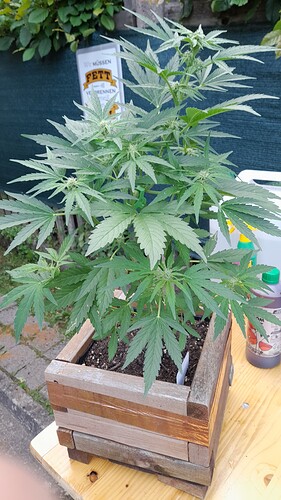 Growreport Bild 10
