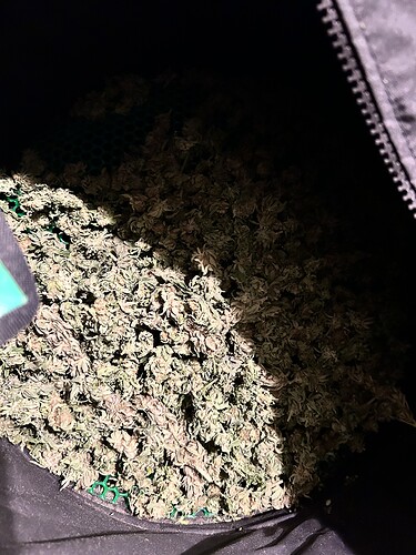 Ein schwarzer Trocknungsbeutel, gefüllt mit getrockneten Cannabis-Buds, die auf einem grünen Netz liegen.