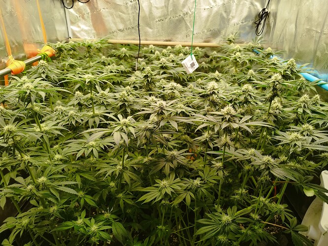 Growreport Bild 7