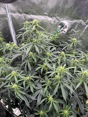 Growreport Bild 4