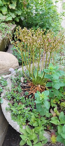 IMG_20240526_190905