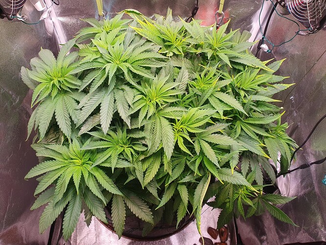 Growreport Bild 4
