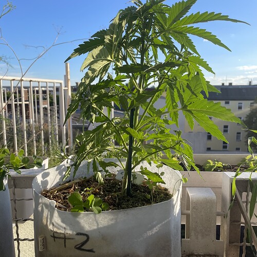 Growreport Bild 3