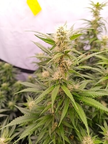 Growreport Bild 5