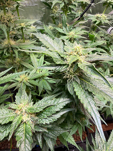 Growreport Bild 38
