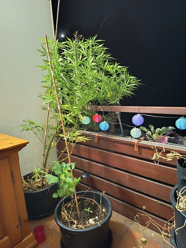 Growreport Bild 2