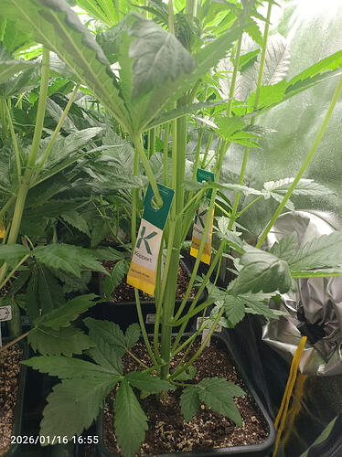 Growreport Bild 17