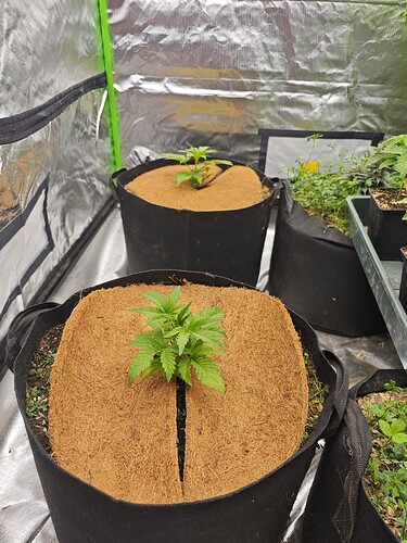 Growreport Bild 34