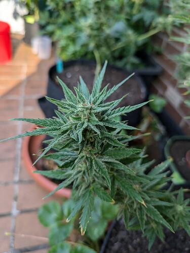 PXL_20240720_070131593