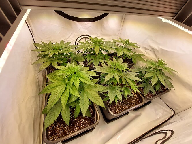 Growreport Bild 7