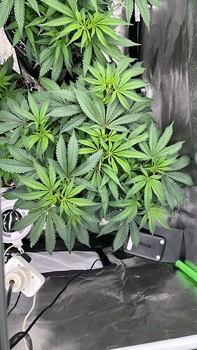 5 v. oben