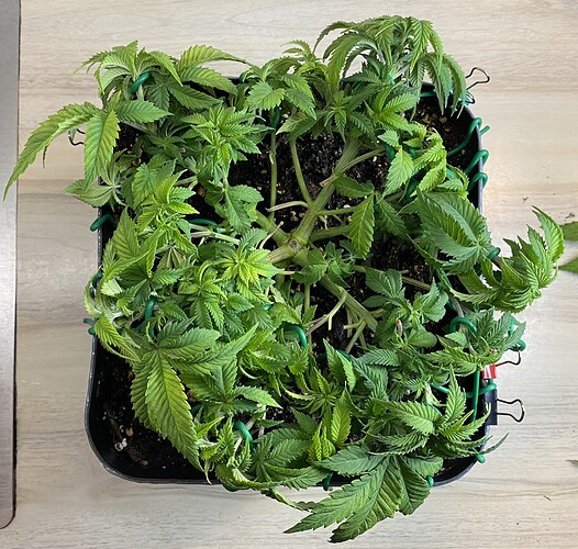 Growreport Bild 19