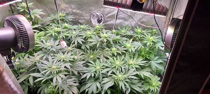 Growreport Bild 42