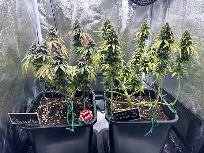 Growreport Bild 34
