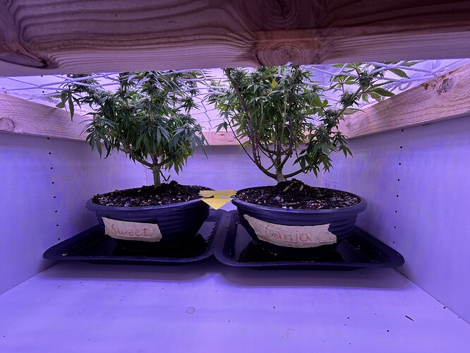 Zwei Cannabis-Pflanzen in Töpfen unter einem Netz in einer Growbox, beschriftet mit 'Sweet' und 'Ganja'.