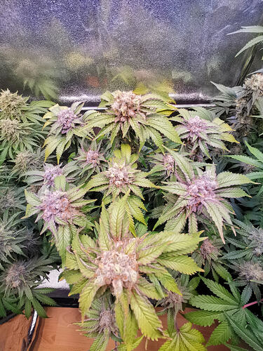 Growreport Bild 5