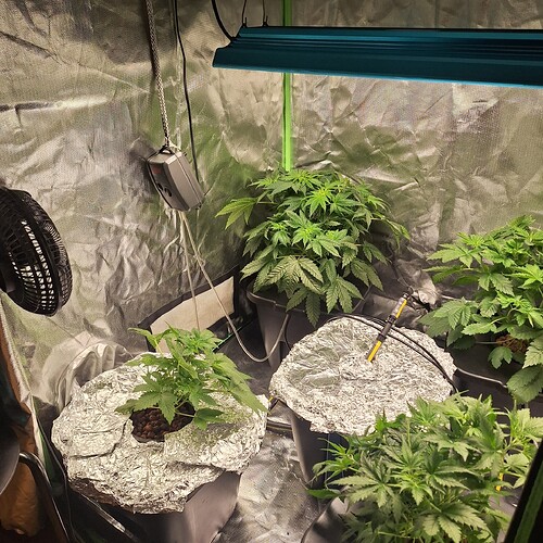 Mehrere Cannabis-Pflanzen in verschiedenen Wachstumsstadien in einem Zelt unter einer LED-Lampe. Eine Pflanze ist deutlich größer und buschiger als die anderen.