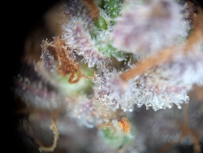 PXL_20241017_154251459.MP