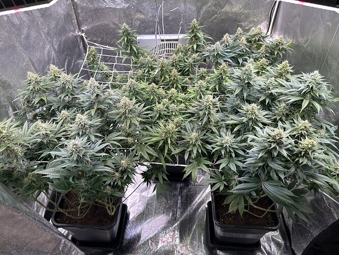 Growreport Bild 13