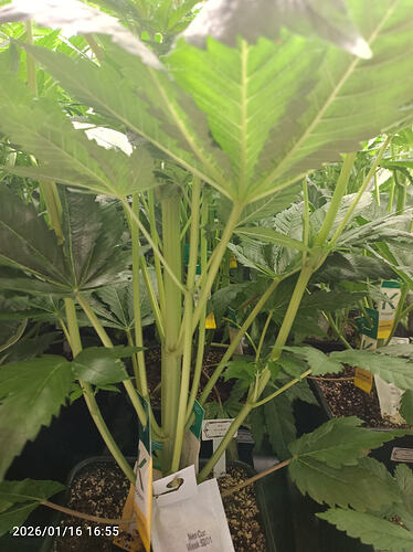 Growreport Bild 16