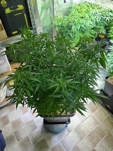 Growreport Bild 31