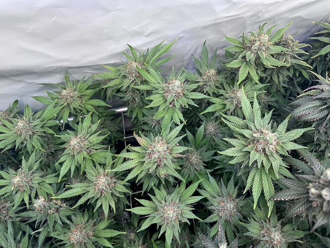 Growreport Bild 25