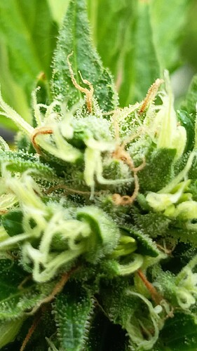 Growreport Bild 7