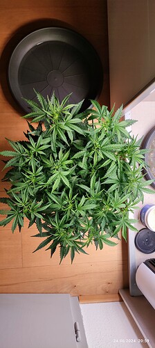 IMG_20240624_205939