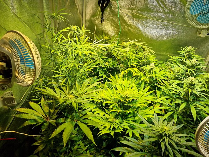 Mehrere Cannabispflanzen in einem Zelt, beleuchtet von einer Lampe, mit Ventilatoren im Vordergrund und Hintergrund.