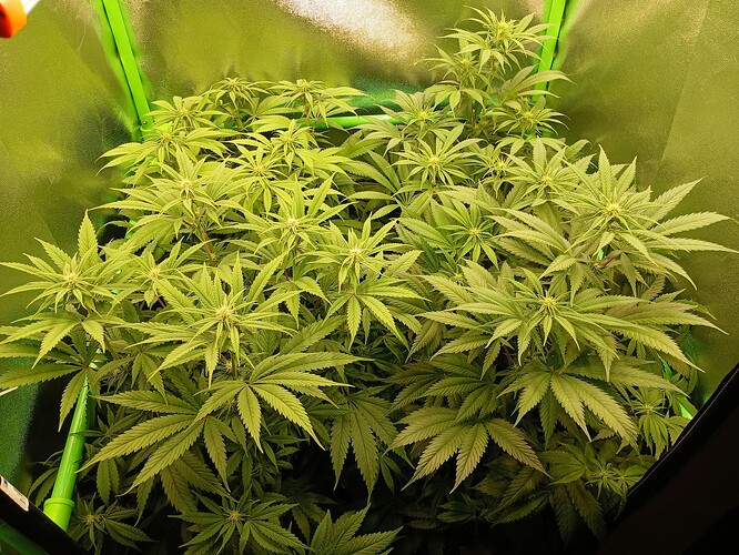 Growreport Bild 21