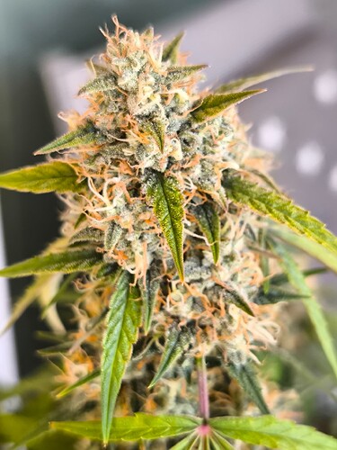 Growreport Bild 15