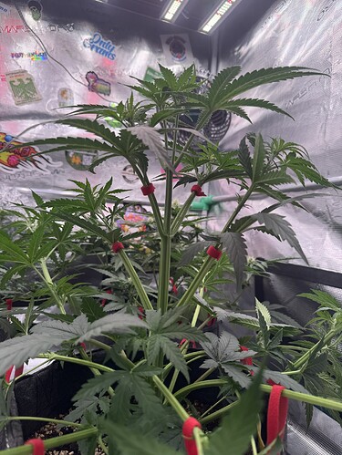 Growreport Bild 1