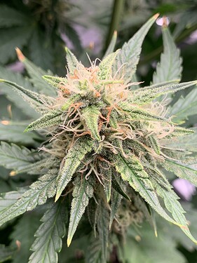 Growreport Bild 6