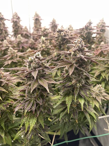 Growreport Bild 3