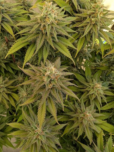 Growreport Bild 18
