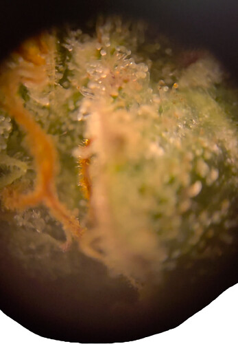 Growreport Bild 5