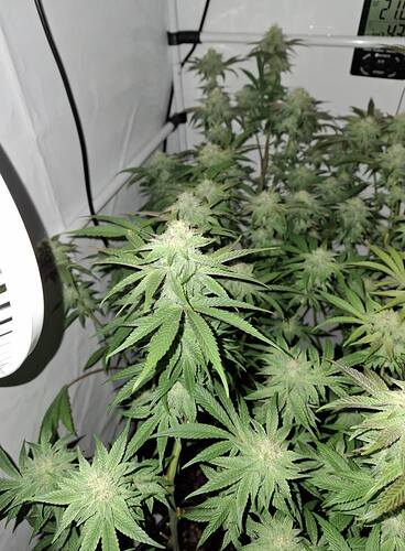 Growreport Bild 13