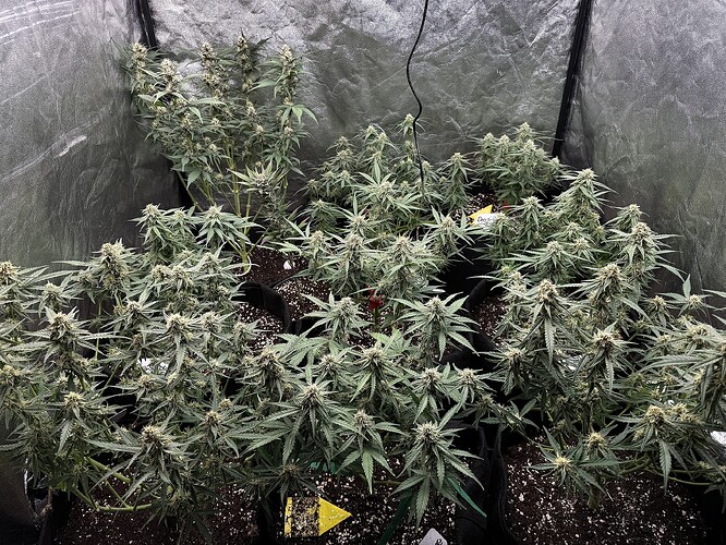 Growreport Bild 4