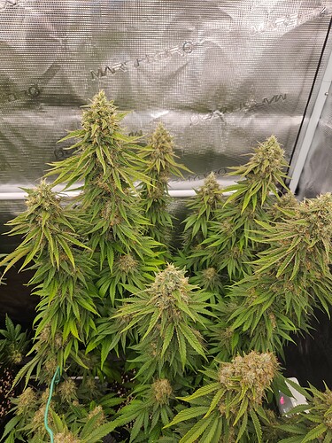 Growreport Bild 24