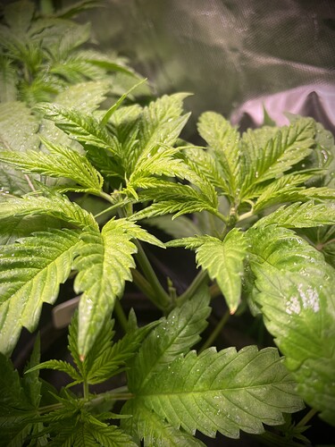 Growreport Bild 13
