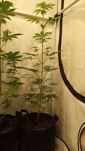 Growreport Bild 4