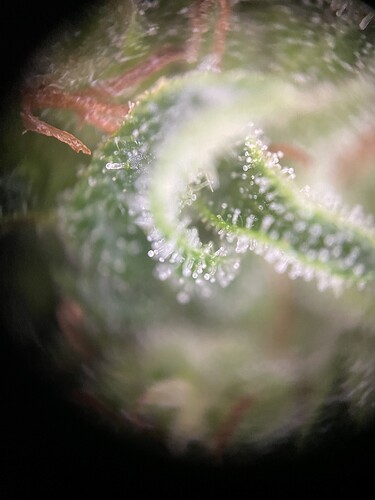 Growreport Bild 1