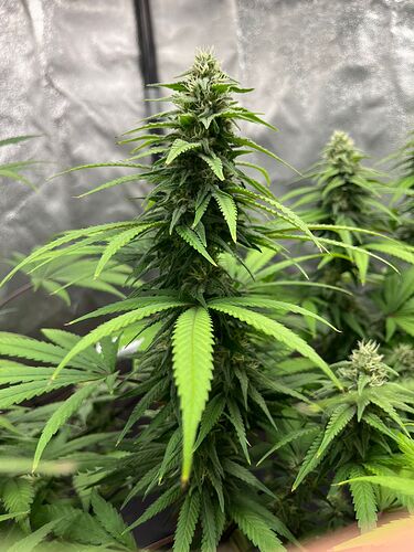 Growreport Bild 3