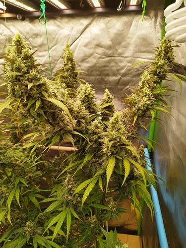 Mehrere dichte Blütenstände einer Cannabispflanze in der Blütephase, mit deutlichen Trichomen und Stempeln.