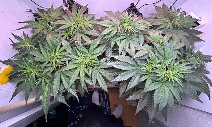Growreport Bild 21