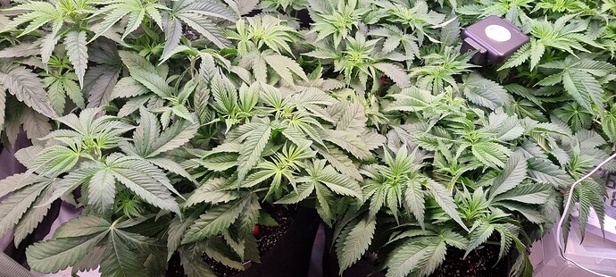 Growreport Bild 1