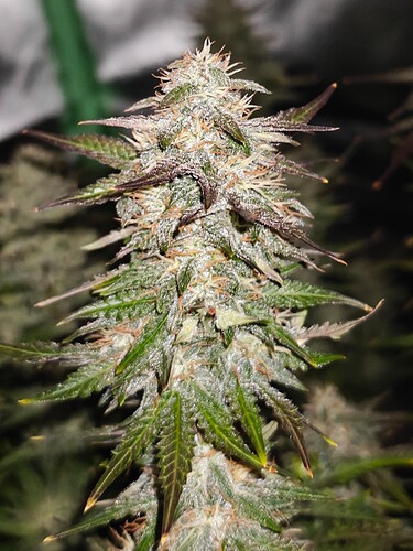 Growreport Bild 17