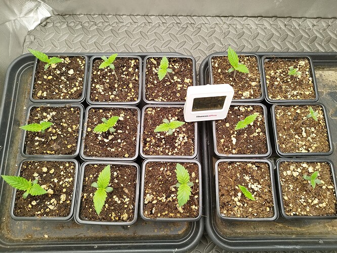 Growreport Bild 14